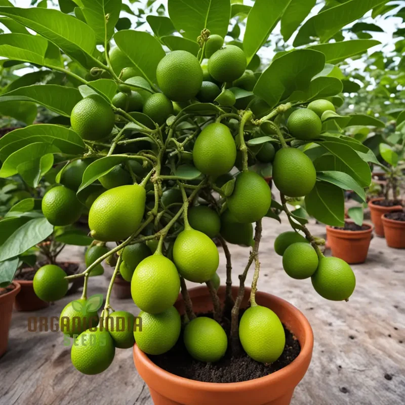 Mamoncillo Seeds for Planting, Grow Your Own Mamoncillo Plant with Fruit Seeds for Your Garden