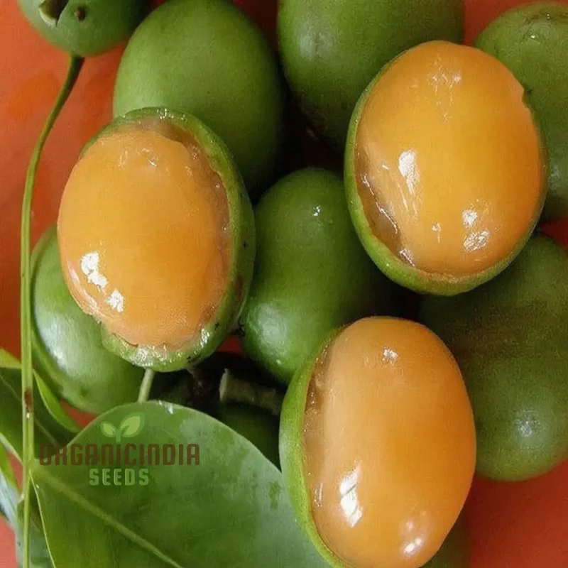 Mamoncillo Seeds for Planting, Grow Your Own Mamoncillo Plant with Fruit Seeds for Your Garden