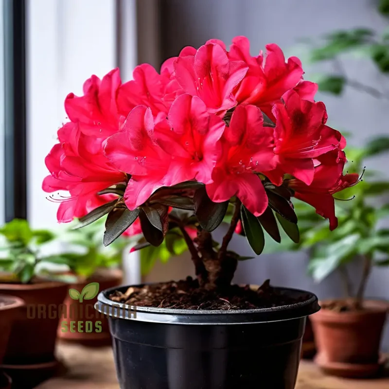 Premium Red Azalea Flower Seeds, Blossom Your Garden with Vibrant Blooms