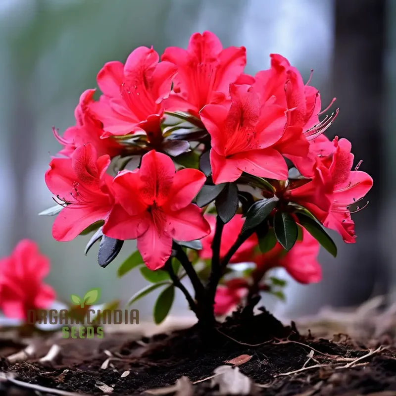 Premium Red Azalea Flower Seeds, Blossom Your Garden with Vibrant Blooms