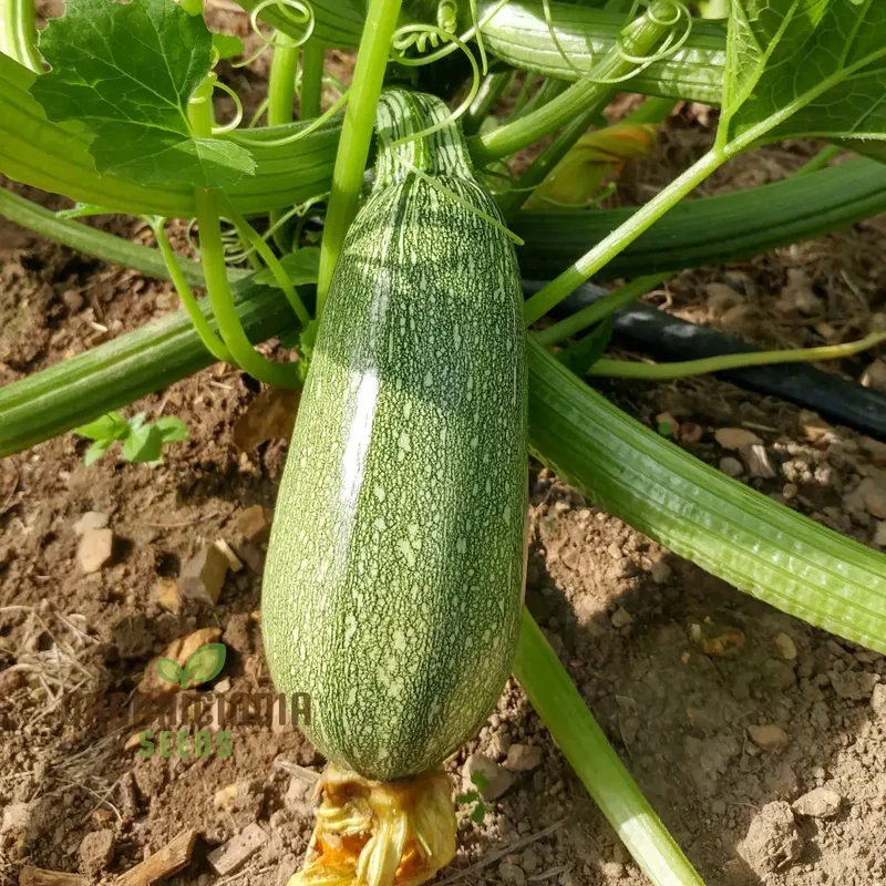Heirloom Grey Zucchini Squash Seeds For Planting, Grow Your Own Flavorful & Nutritious Grey Zucchinis
