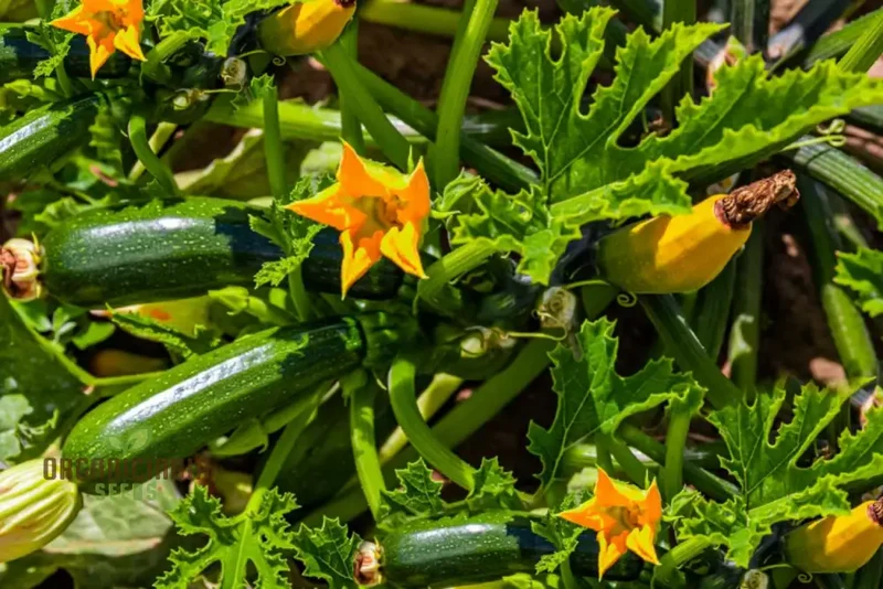 Heirloom Grey Zucchini Squash Seeds For Planting, Grow Your Own Flavorful & Nutritious Grey Zucchinis