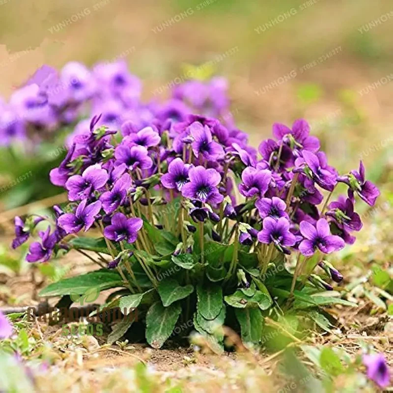 Yedoensis Viola Seeds Yedoensis Seeds 100pcs