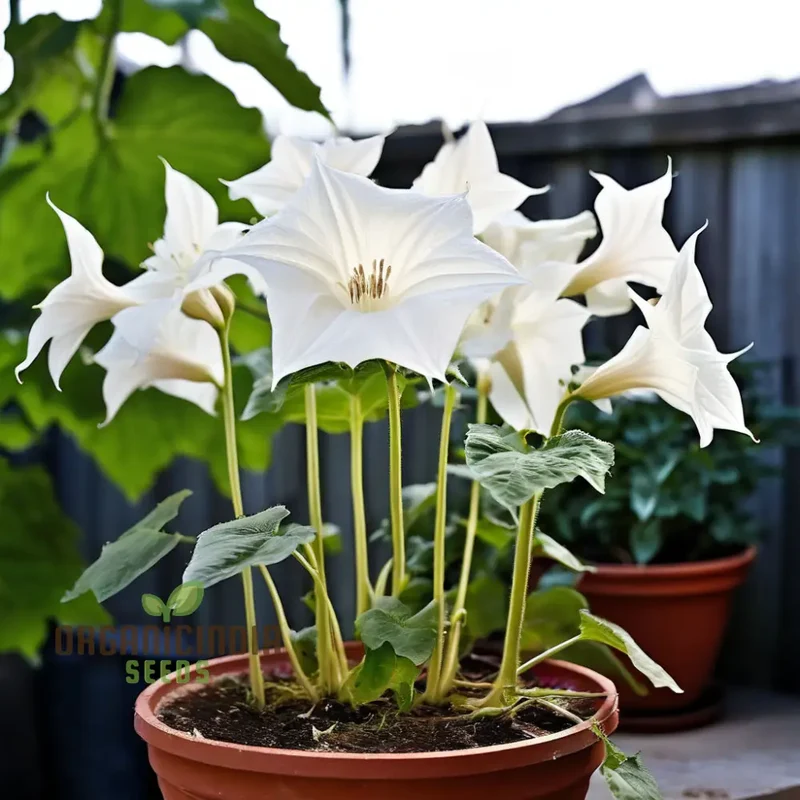 Moonflower Seeds for Planting – Night-Blooming Fragrant Flowers for Magical Garden Spaces, Trellises, Fences & Evening Landscapes