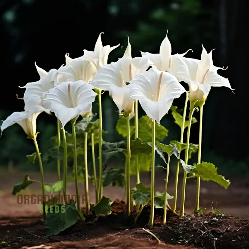 Moonflower Seeds for Planting – Night-Blooming Fragrant Flowers for Magical Garden Spaces, Trellises, Fences & Evening Landscapes