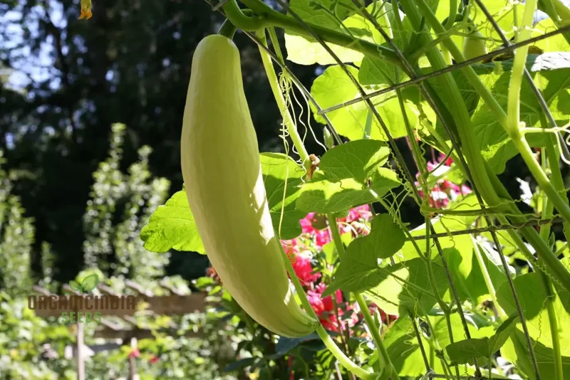 Georgia Candy Rooster Seeds For Planting, Grow Your Own Sweet & Vibrant Light Orange Vegetables