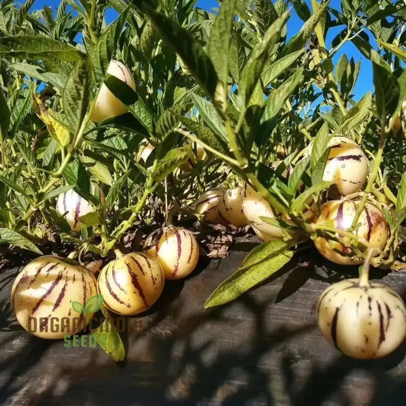 Pepino Dulce Melon Pear Seeds for Planting, Cultivate Your Garden with Solanum Muricatum Fruit Seeds