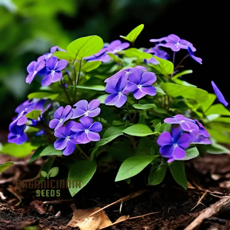 Premium Vince Minor Ground Cover Seeds - Robust and Rapid Spreading Periwinkle for Lush Landscapes