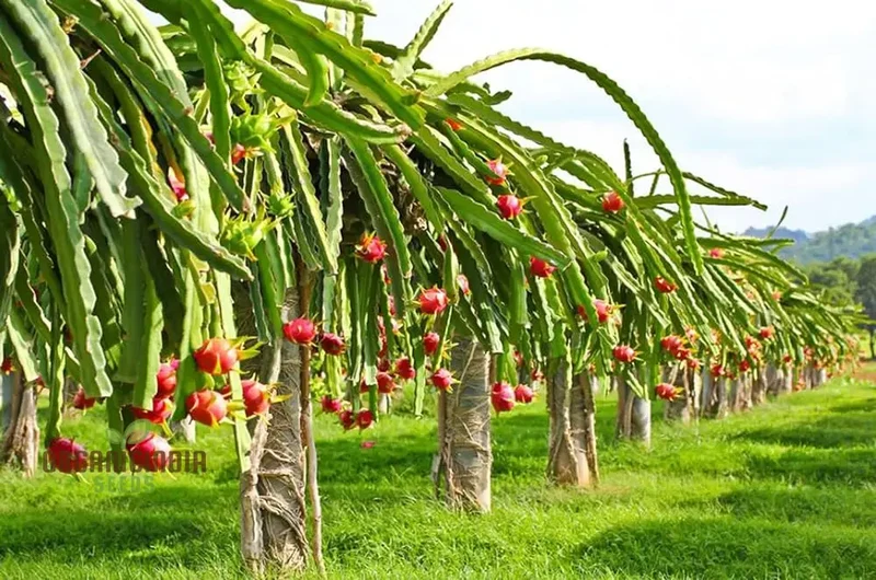 Pink Dragon Fruit Seeds for Planting, Enhance Your Gardening with Exotic Fruit Seeds