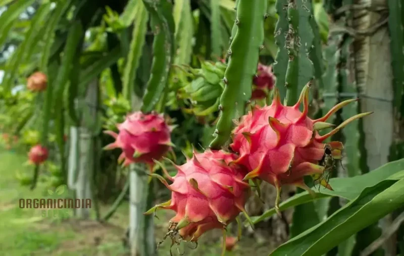 Pink Dragon Fruit Seeds for Planting, Enhance Your Gardening with Exotic Fruit Seeds