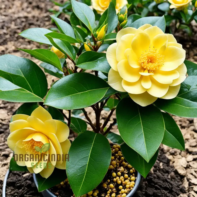 Rare Camellia japonica Golden Seeds - Exotic Beauty for Your Garden Sanctuary, Vibrant Blooms, High-Quality Seeds