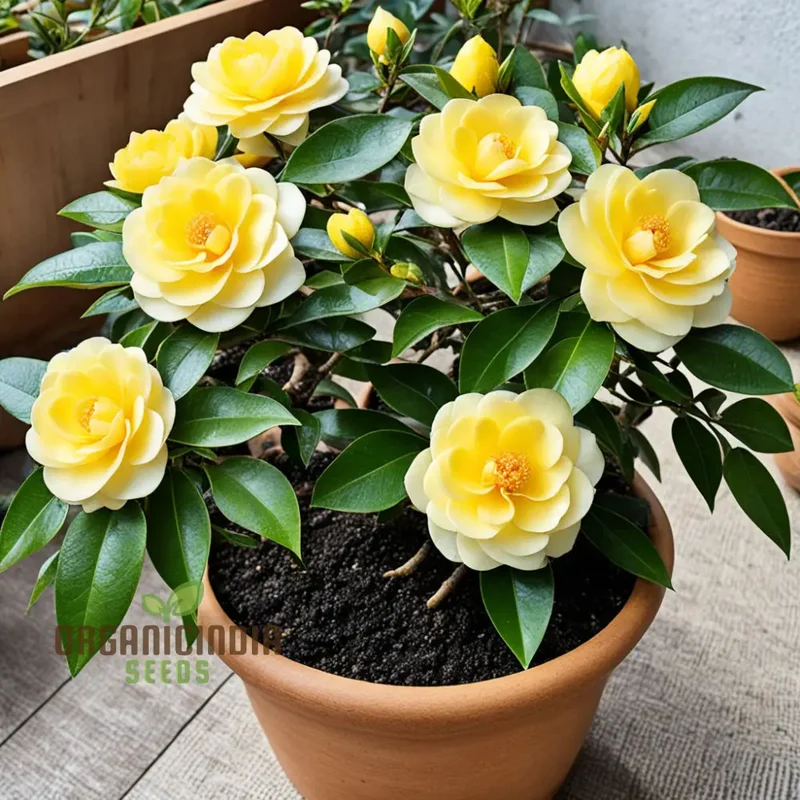 Rare Camellia japonica Golden Seeds - Exotic Beauty for Your Garden Sanctuary, Vibrant Blooms, High-Quality Seeds