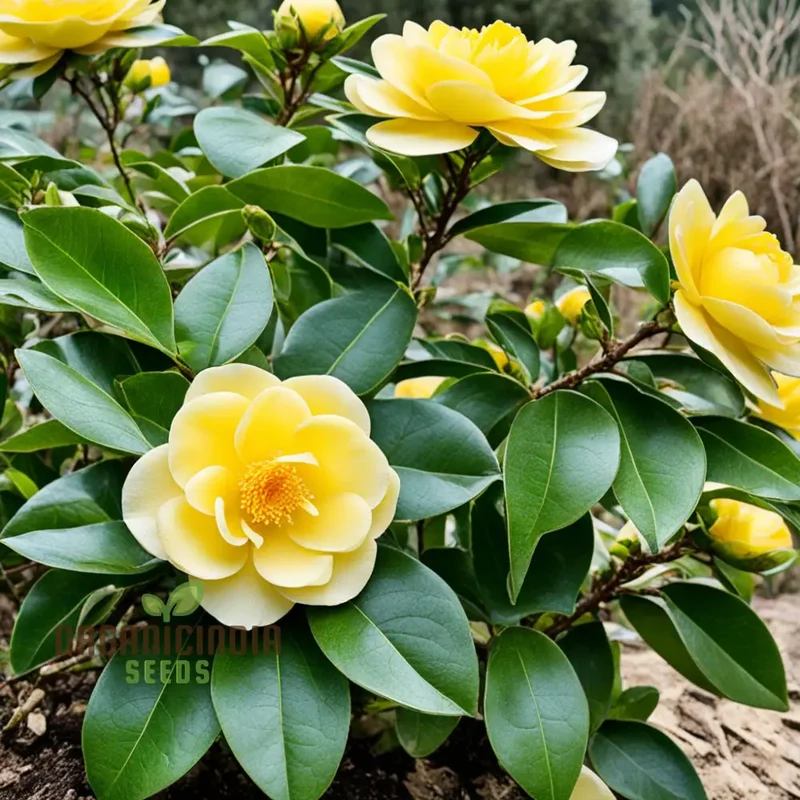 Rare Camellia japonica Golden Seeds - Exotic Beauty for Your Garden Sanctuary, Vibrant Blooms, High-Quality Seeds