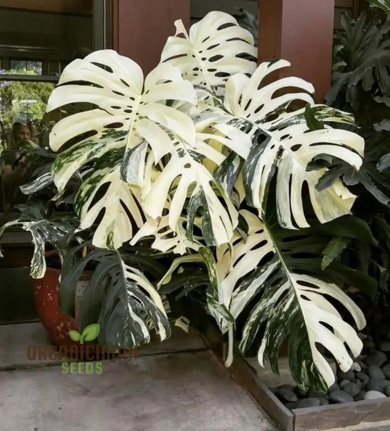 Mixed turtle plant seeds Turtle plant leaves assortment Variegated turtle plant seeds