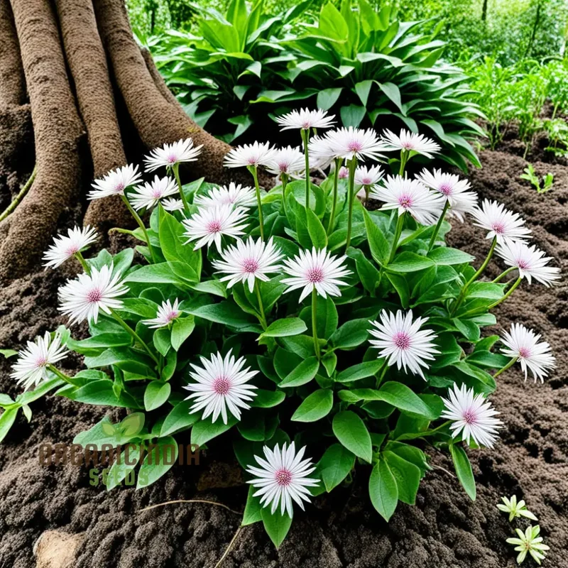 Xeranthemum Annuum Flower Seeds , Drought-Tolerant Garden Blooms, High-Quality Annuum Flower Seeds