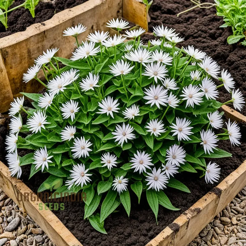 Xeranthemum Annuum Flower Seeds , Drought-Tolerant Garden Blooms, High-Quality Annuum Flower Seeds