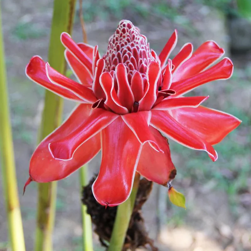 Red Green Torch Ginger Seeds, Torch Ginger Plant Seeds Mix, Red Green Torch Ginger Seeds, Bulk Red Green Torch Ginger Seeds