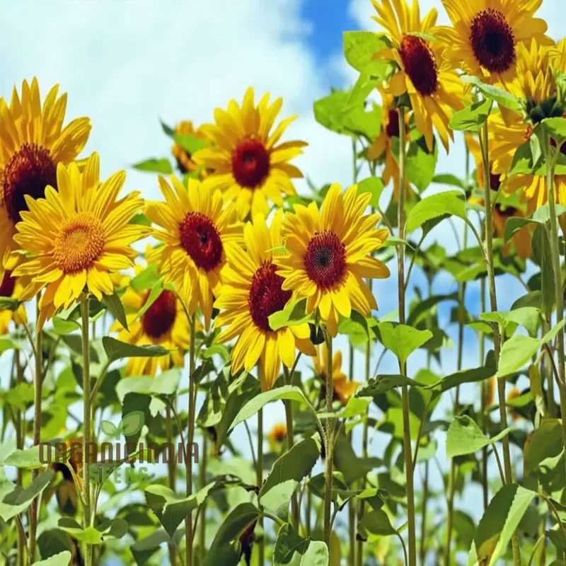 Moulin Rouge Sunflower Seeds, Exquisite Deep Red Blooms with Stunning Garden