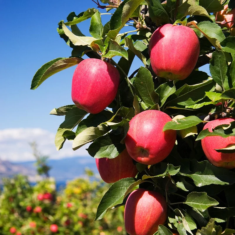 Pink Apple Tree Seeds, A Planting Guide for Your Dream Orchard, Fruit Seeds For Planting