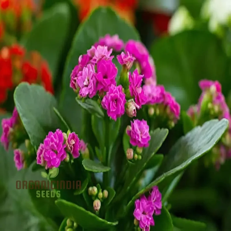 Premium Pink Kalanchoe Seeds – Beautiful Blossoms for Pots, Garden Borders, Indoor Displays & Decorative Landscaping