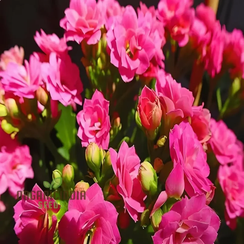 Premium Pink Kalanchoe Seeds – Beautiful Blossoms for Pots, Garden Borders, Indoor Displays & Decorative Landscaping