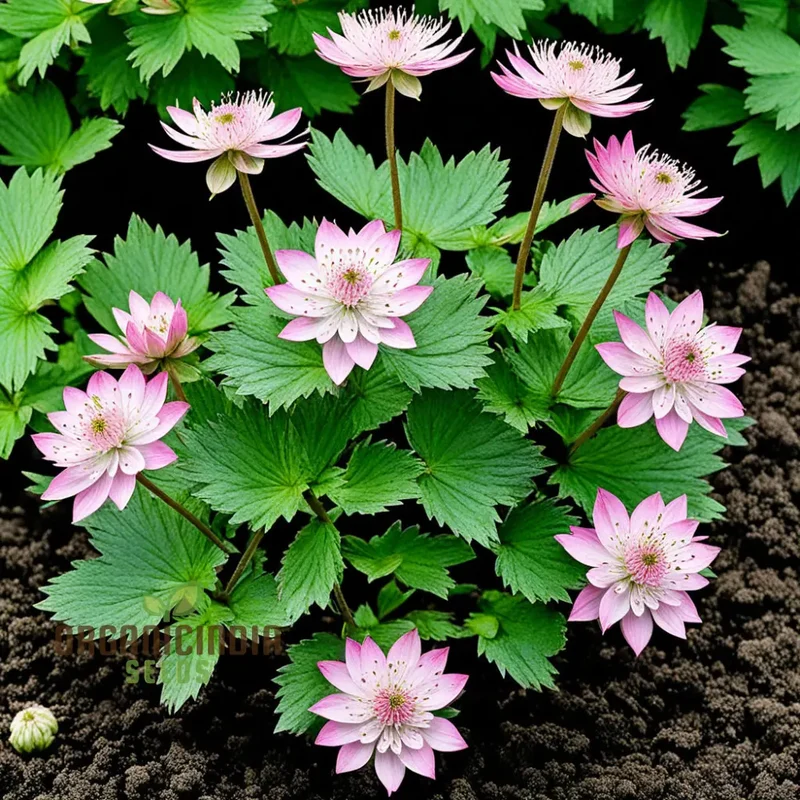 Pink Masterwort Flower Seeds – Elegant Soft Pink Blooms for Garden Beds, Borders, Cottage Gardens & Decorative Outdoor Landscaping
