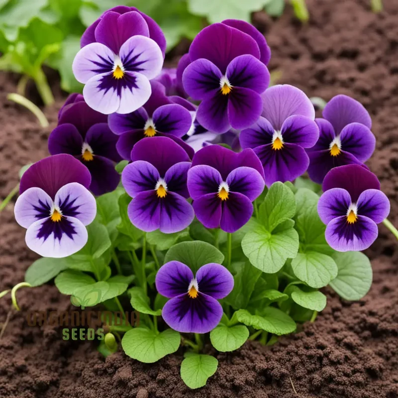 Viola Germania Mixed Flower Seeds, Vibrant Assortment for Your Garden