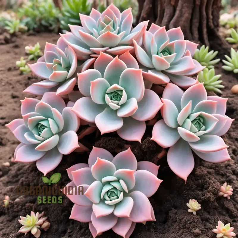 Light pink Echeveria Laue flower Seeds, Elegant Succulent Blooms for Your Garden