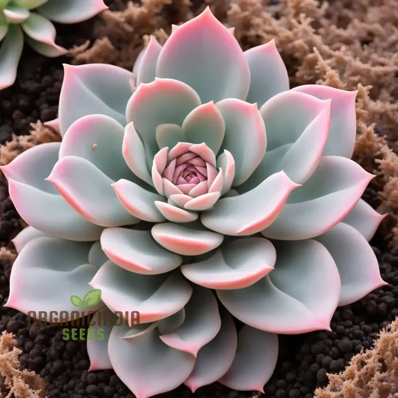 Light pink Echeveria Laue flower Seeds, Elegant Succulent Blooms for Your Garden