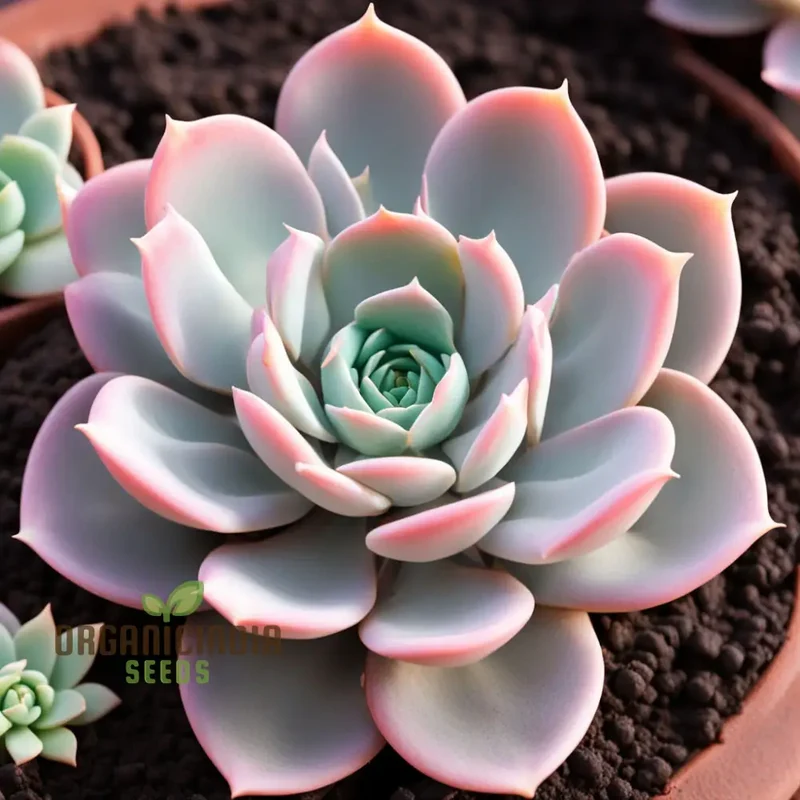 Light pink Echeveria Laue flower Seeds, Elegant Succulent Blooms for Your Garden