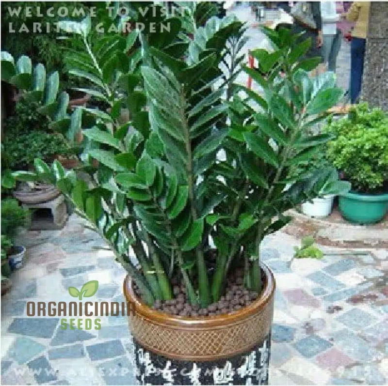 Green Zamioculcas Seeds, Zamioculcas Plant Seeds Mix, 50pcs Green Zamioculcas Seeds, Fresh Green Zamioculcas Plant Seeds