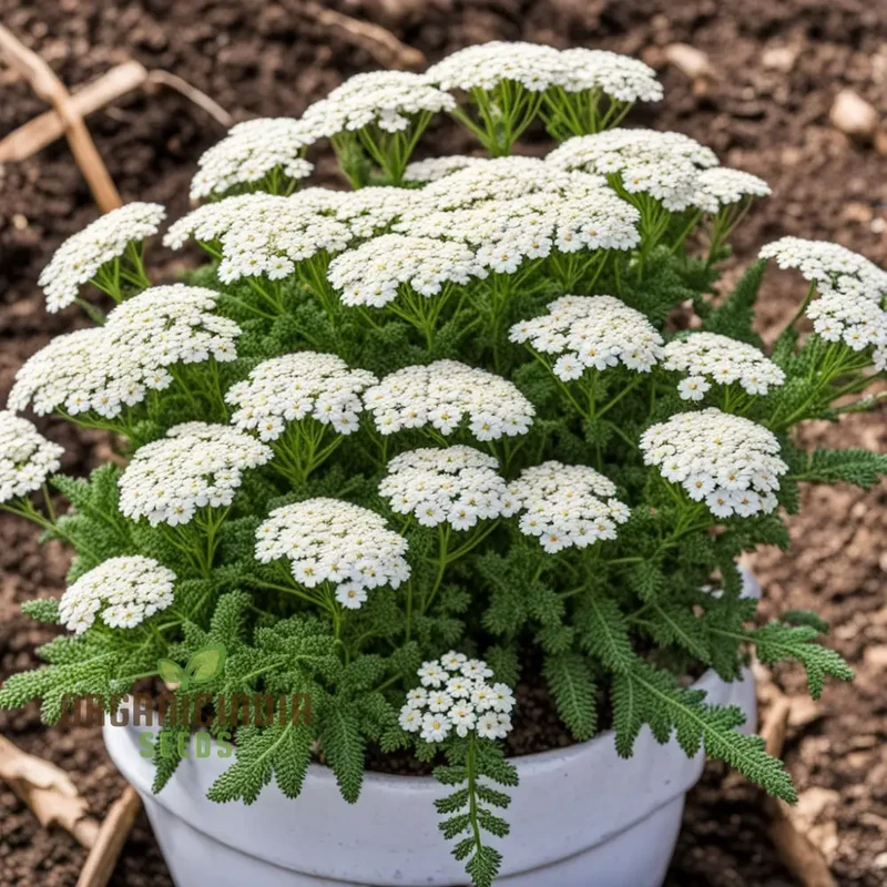 White Yarrow Flower Seeds, Pure White Blossoms for your Garden, Easy-to-Growing Yarrow Flower Seeds