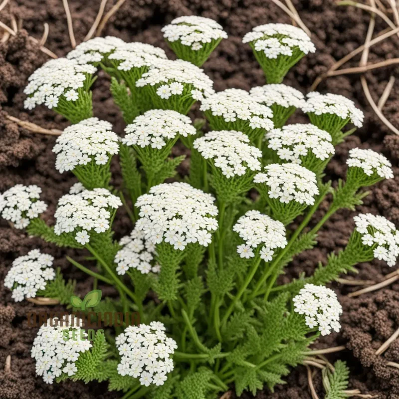White Yarrow Flower Seeds, Pure White Blossoms for your Garden, Easy-to-Growing Yarrow Flower Seeds