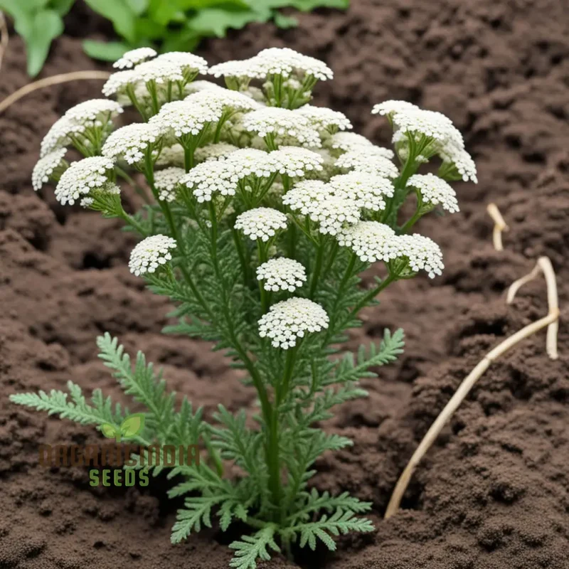White Yarrow Flower Seeds, Pure White Blossoms for your Garden, Easy-to-Growing Yarrow Flower Seeds