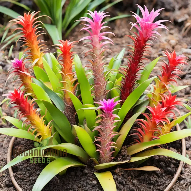 Mixed Bromeliad Flower Seeds for vibrant garden blooms