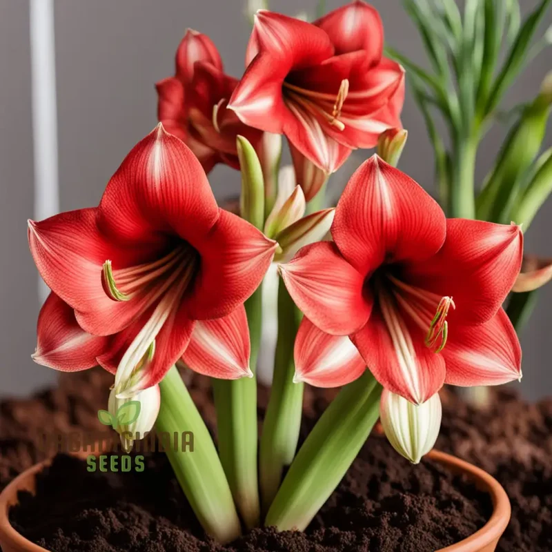 Amaryllis Flower Seeds Majestic Blooms for Vibrant Garden Displays - Premium Flower Seeds for Planting and Gardening Excellence