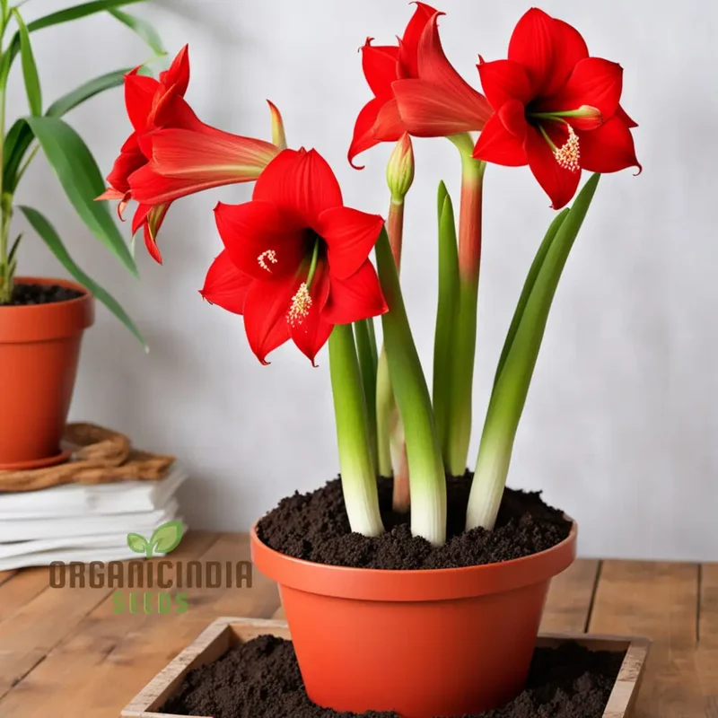 Amaryllis Flower Seeds Majestic Blooms for Vibrant Garden Displays - Premium Flower Seeds for Planting and Gardening Excellence