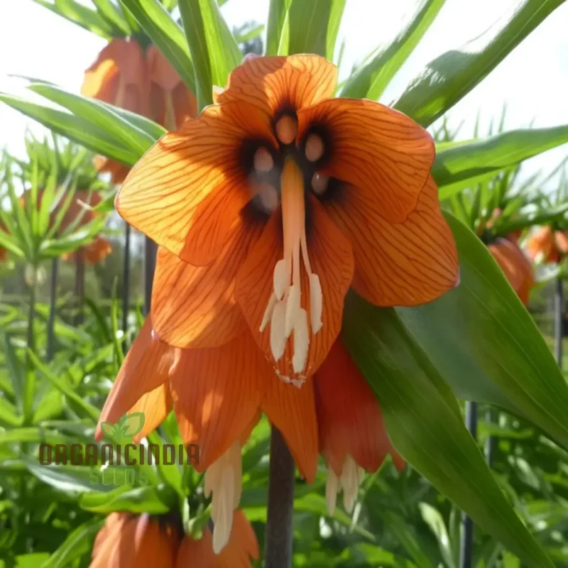 Crown Imperial Fritillaria Seeds – Regal Garden Blooms for Distinctive Displays