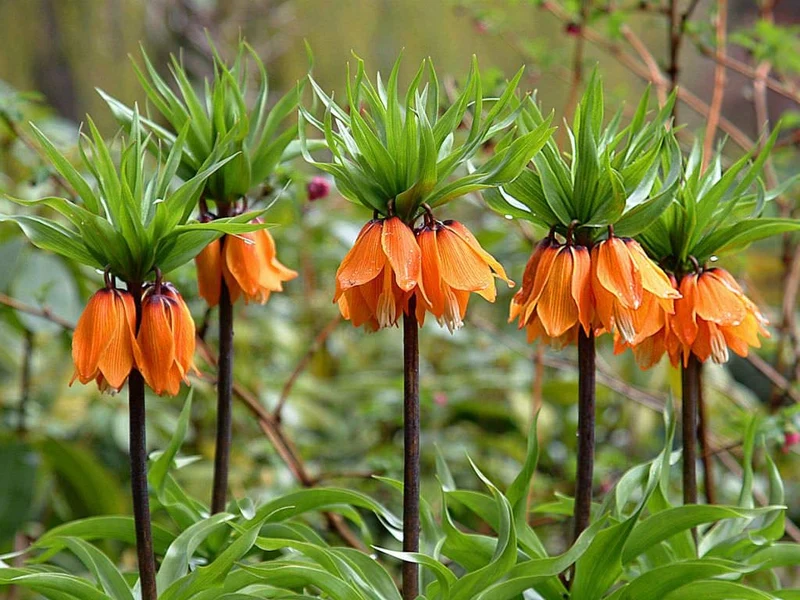 Crown Imperial Fritillaria Seeds – Regal Garden Blooms for Distinctive Displays