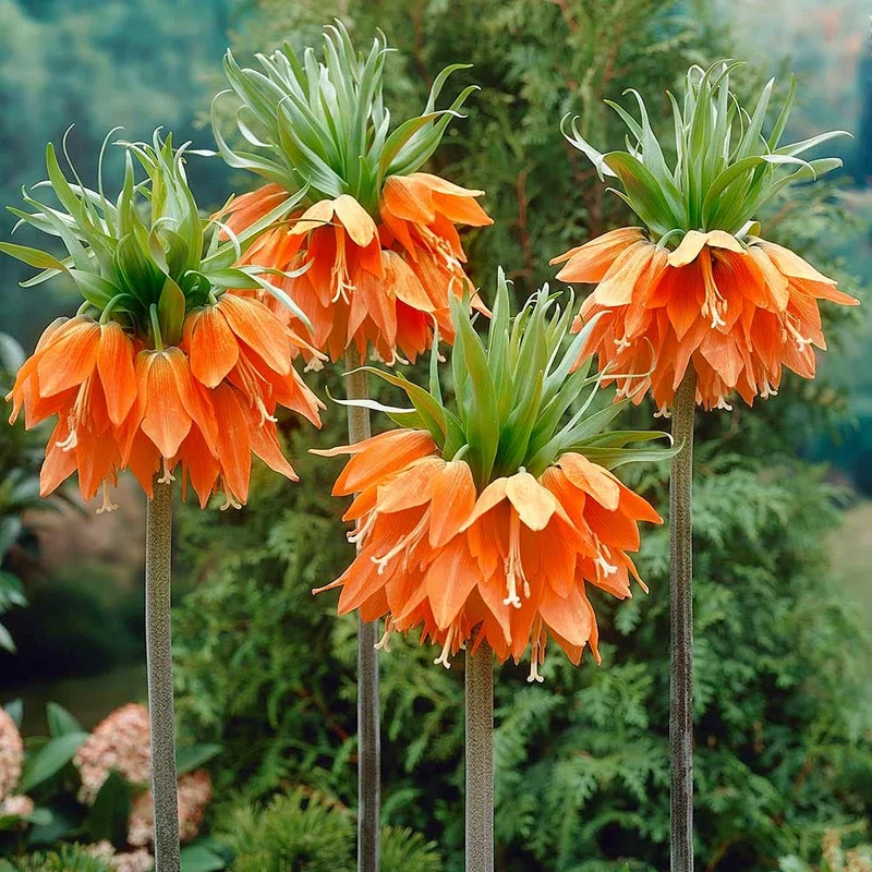 Crown Imperial Fritillaria Seeds – Regal Garden Blooms for Distinctive Displays