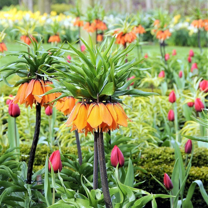 Crown Imperial Fritillaria Seeds – Regal Garden Blooms for Distinctive Displays