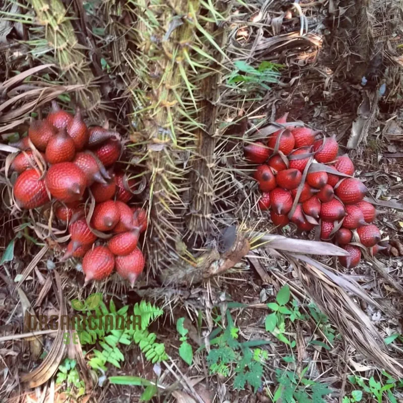 Salak Seed Snakeskin Fruit Seeds for Planting, Grow Your Own Exotic Salak Fruit Trees