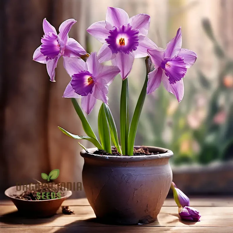 Purple Daffodil Seeds, Premium Narcissus Daffodil Bulbs for Planting and Gardening - Cultivate Exquisite Blooms in Your Garden