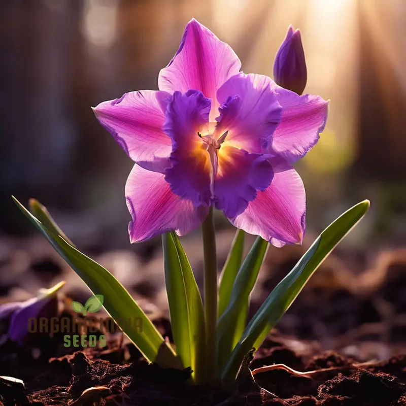 Purple Daffodil Seeds, Premium Narcissus Daffodil Bulbs for Planting and Gardening - Cultivate Exquisite Blooms in Your Garden