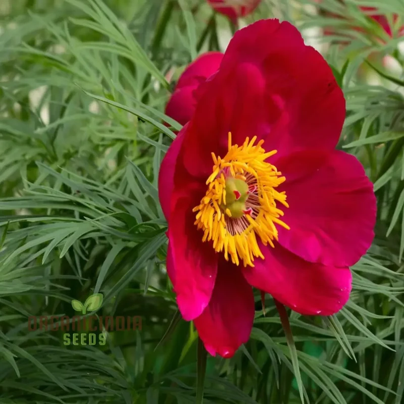 Fern Leaf Peony Flower Seeds - Exquisite Blooms for Enchanting Garden Retreats