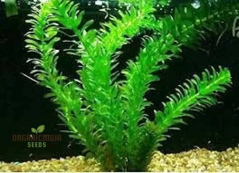 Elodea Densa Seeds, Aquatic plant Seeds, Fresh Elodea Densa Seeds, Elodea Densa Seed Packets