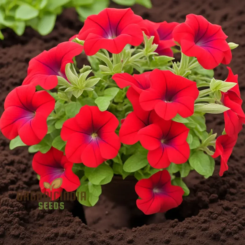 Red Petunia Flower Seeds, Bold Blooms for Vibrant Garden Displays - Premium Flower Seeds for Planting and Gardening Excellence