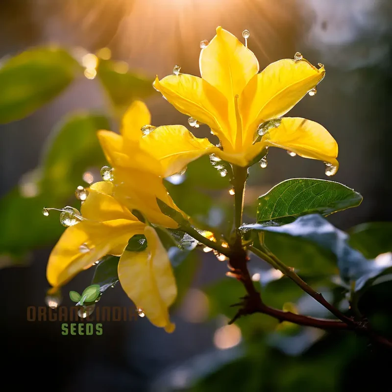 Yellow Jasmine Perennial Vine Flower Seeds for Planting - Sunshine Blooms for Everlasting Garden Beauty