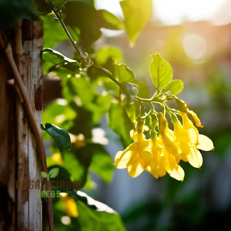 Yellow Jasmine Perennial Vine Flower Seeds for Planting - Sunshine Blooms for Everlasting Garden Beauty