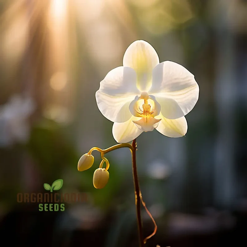 White Phalaenopsis Orchid Flower Seeds - Exquisite Blossoms for Elegant Garden Spaces